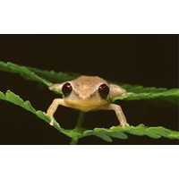 Bermudan Frogs